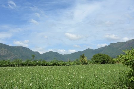 beautiful agri land