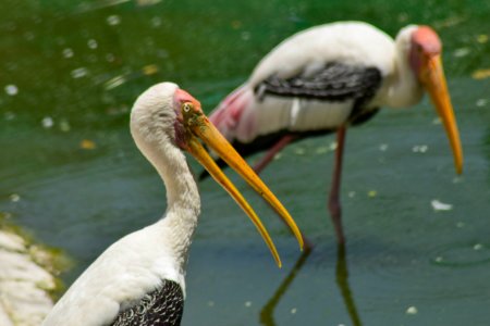 yellow billed stork