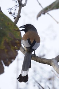 black headed jay bird