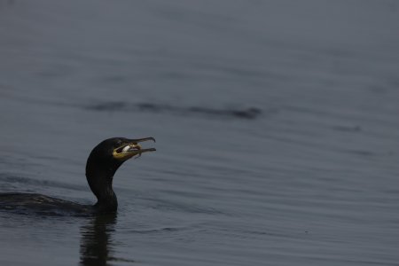 double crested cormorant