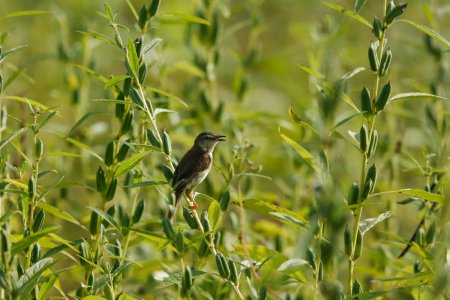 brown and white bird