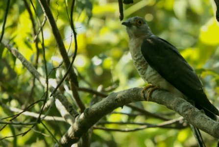 cooper's hawk