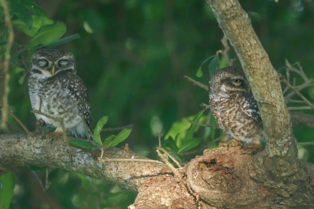 owl couple