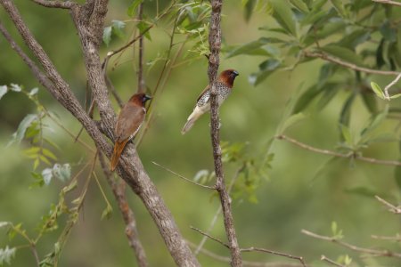 brown and white little birds