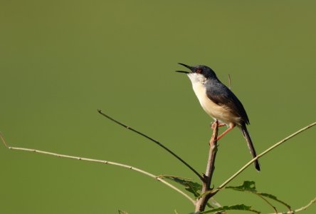 white and blue shaded bird