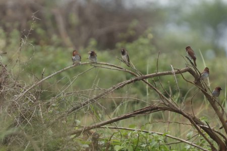 brown breasted flycatcher