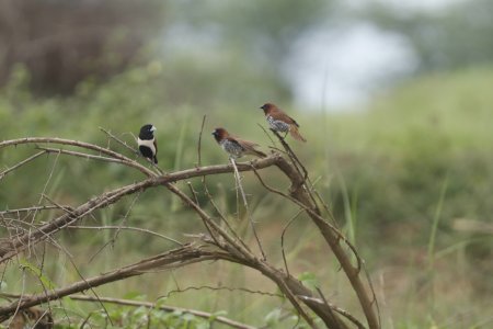brown breasted flycatcher