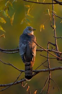 bird with yellow eyes