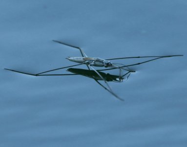 insect standing in water