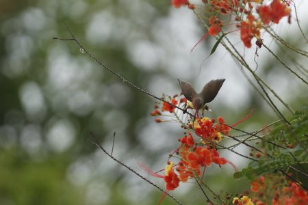 little bird over beautiful flower
