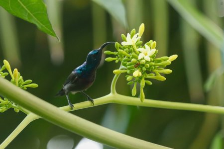 blue bird sucking honey
