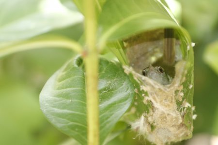 bird inside leaf
