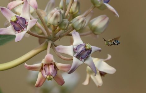 bee flying towards flower