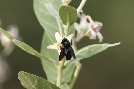fly standing over a flower