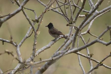 black and brown bird