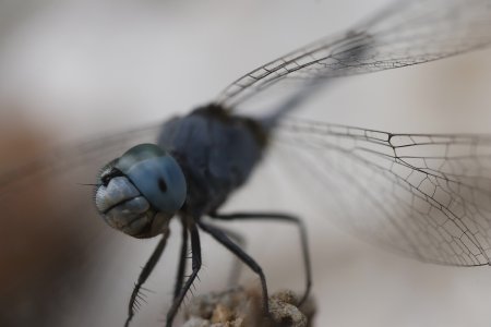 dragonfly closeup