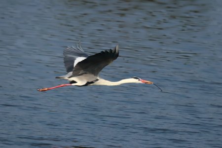 flying stork