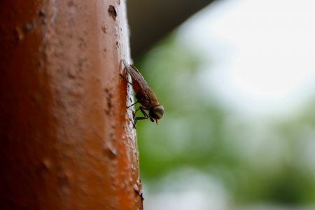 brown fly