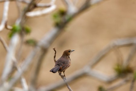 wren bird