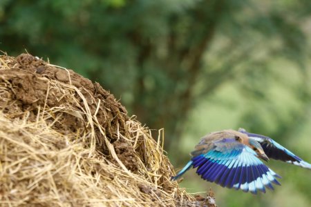 Indian roller flight