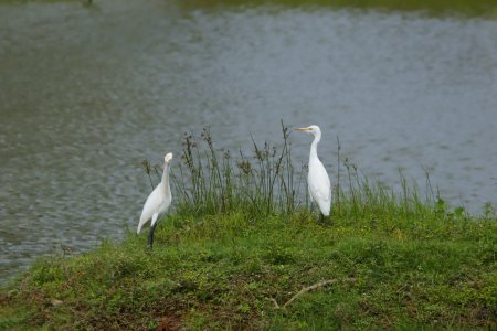 great egrets