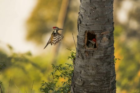 woodpecker inside tree