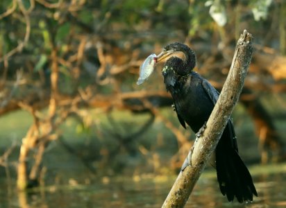 anhinga bird eating fish