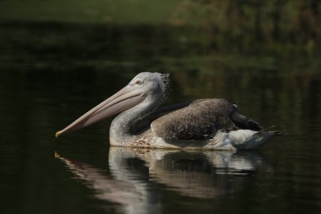 pelican swimming