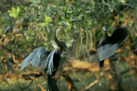 blue heron eating fish