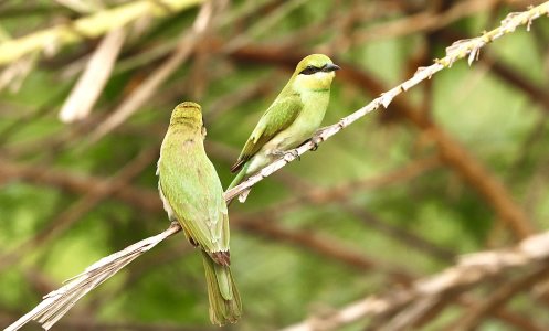 old world green flycatcher