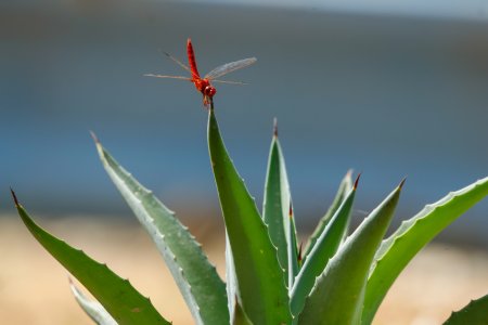 red dragonfly