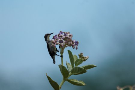 little bird on flower