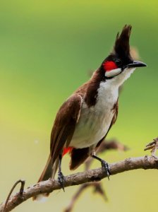 Red whiskered bulbul