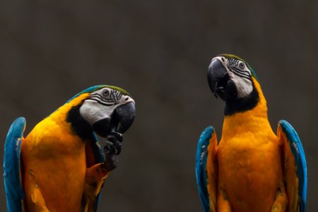 parrot couples