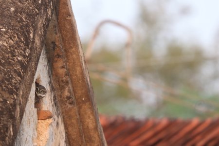 owl from its paradise