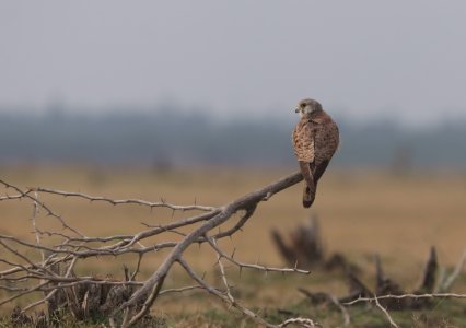 european buzzard