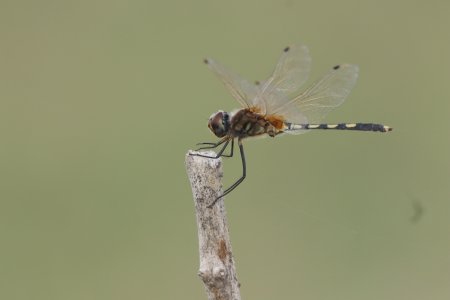 dragonfly closeup