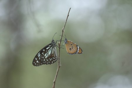 butterflies