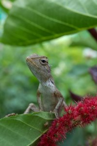 anole