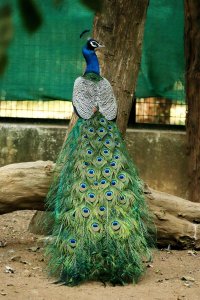 peacock