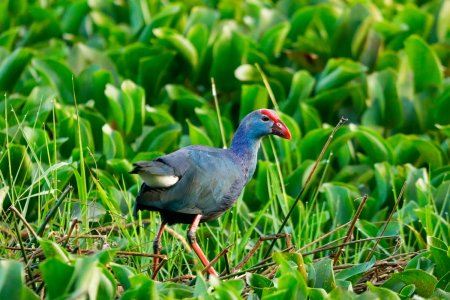 western swamphen
