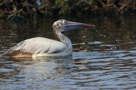 pelican in water