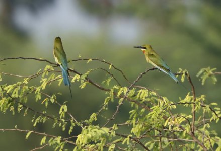 european bee eater