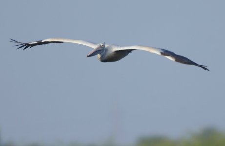flying pelican