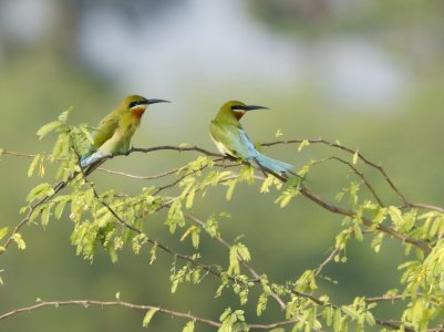 european bee eater