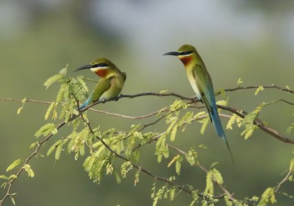 bee eater