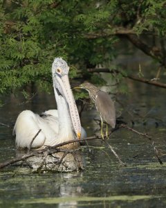 pelican with a bird