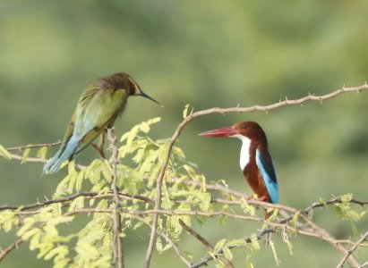 kingfisher with bee hummingbird