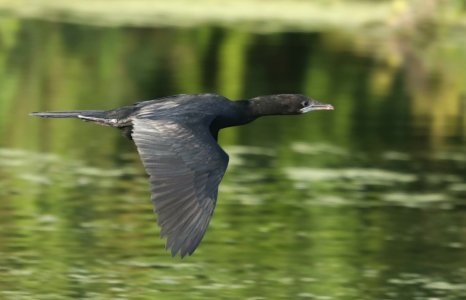 water bird flying