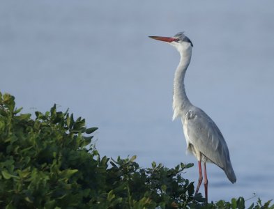 standing great blue heron